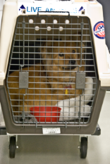 Ein Hund in Flug-Transportbox