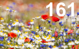 Blumensamen